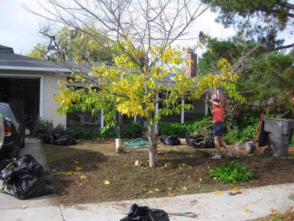 The post-weeding front yard. See all the garbage bags and the big green garbage can? All FULL of weeds!