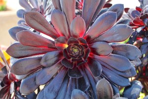 Purple succulents... I was so tempted to try to take this home and get it into our garden!