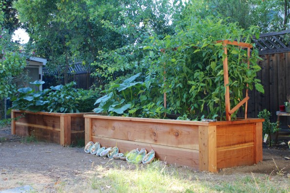 We've started calling the garden the jungle... hopefully this picture gives you an idea of why. And this was taken about two weeks ago!