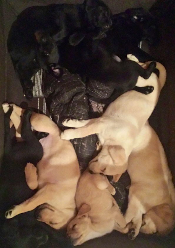 Sleeping peacefully with the litter mates